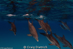 Take a Dive/ Dolphins about to go into the deep in the Ba... by Craig Dietrich 